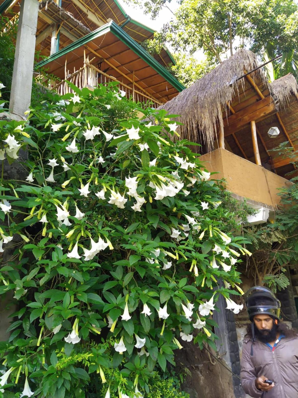 Ella Treehouse Exterior foto