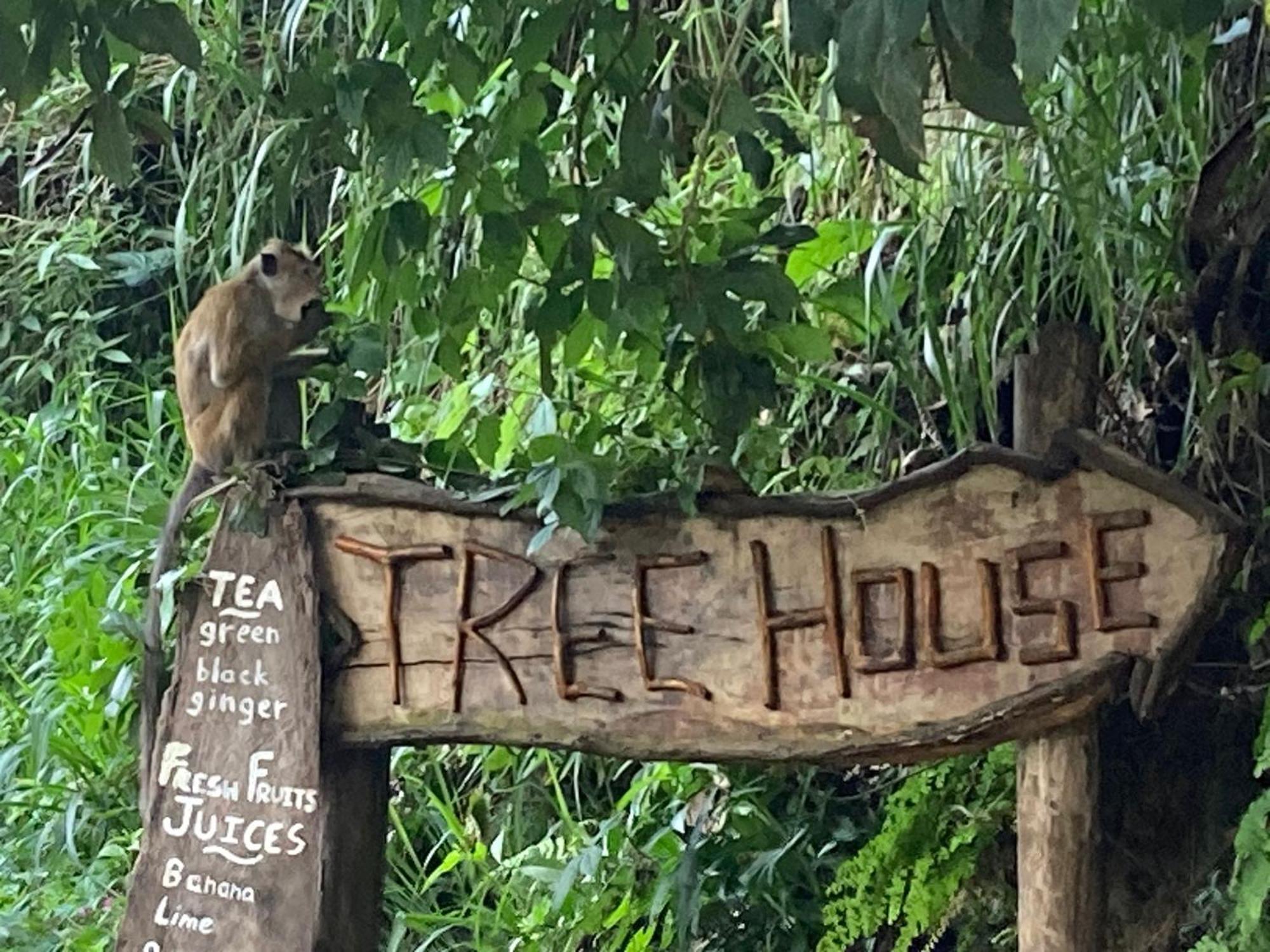 Ella Treehouse Exterior foto
